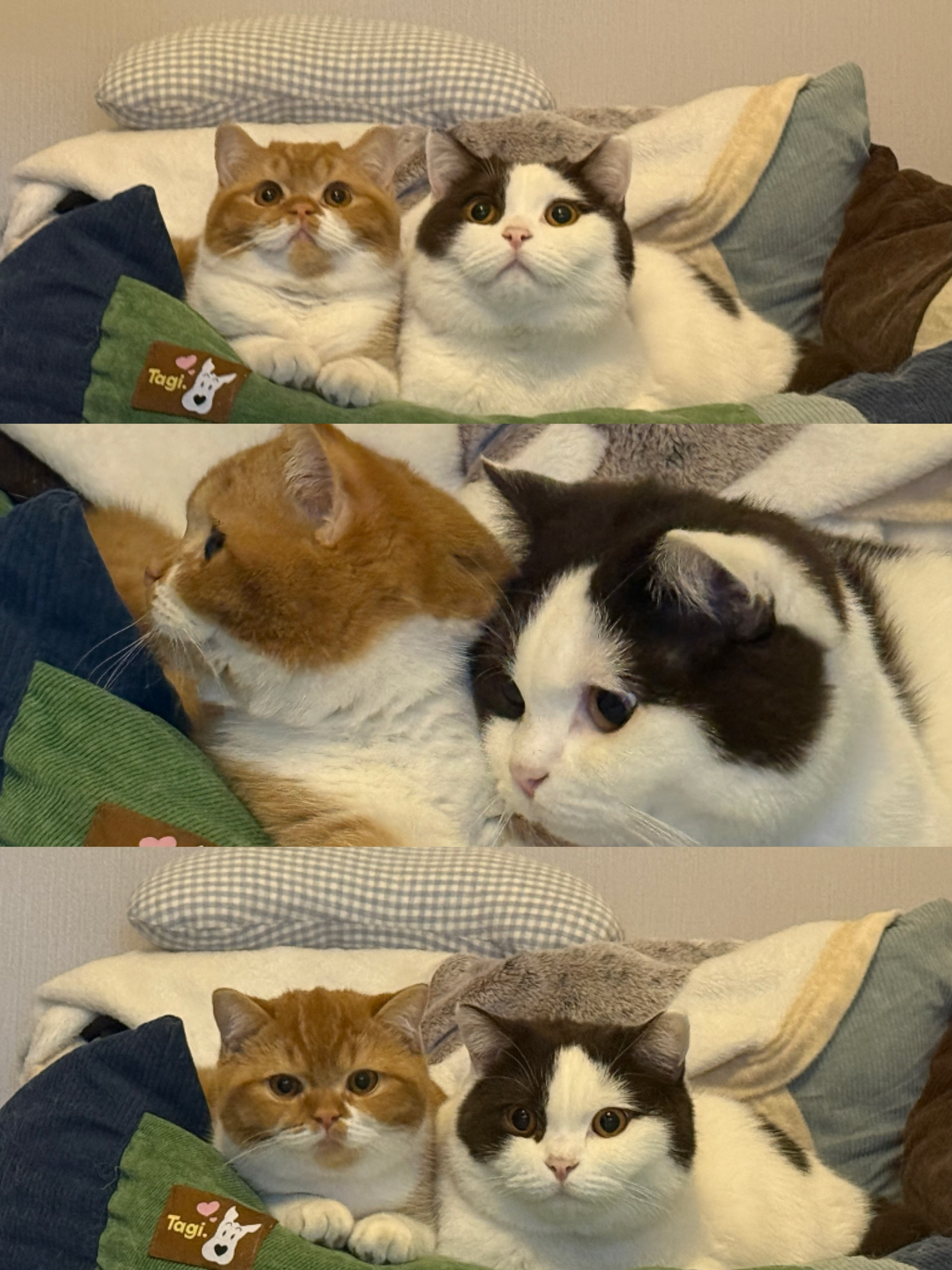 我很会养小猪咪 