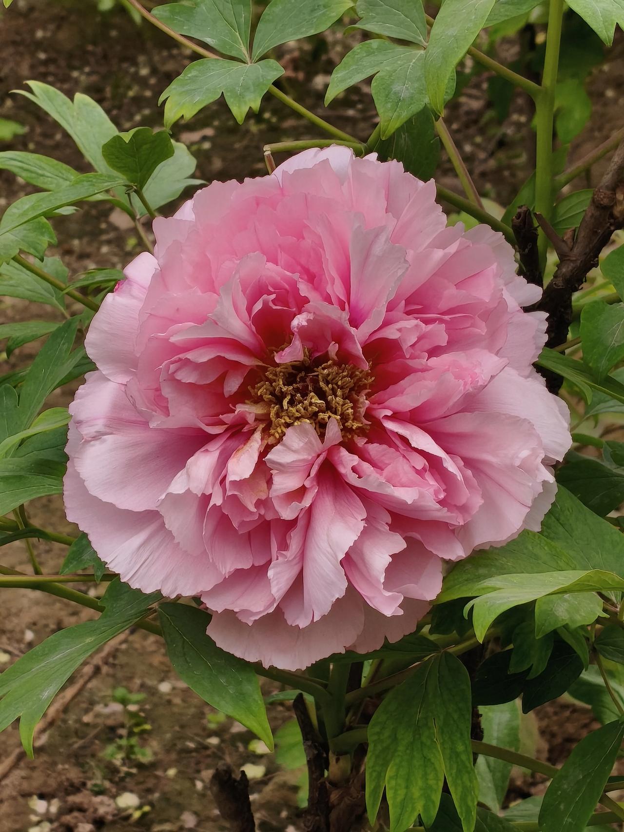 雍容典雅，国色天香，尽显富贵。