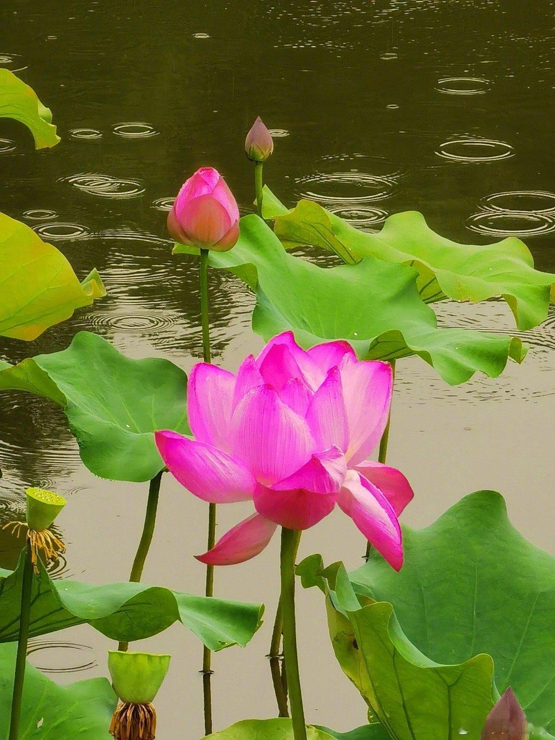 被兔子或者老鼠咬了需要打狂犬病疫苗吗？那天中午刚睡着，就被同事的电话吵醒。电话里