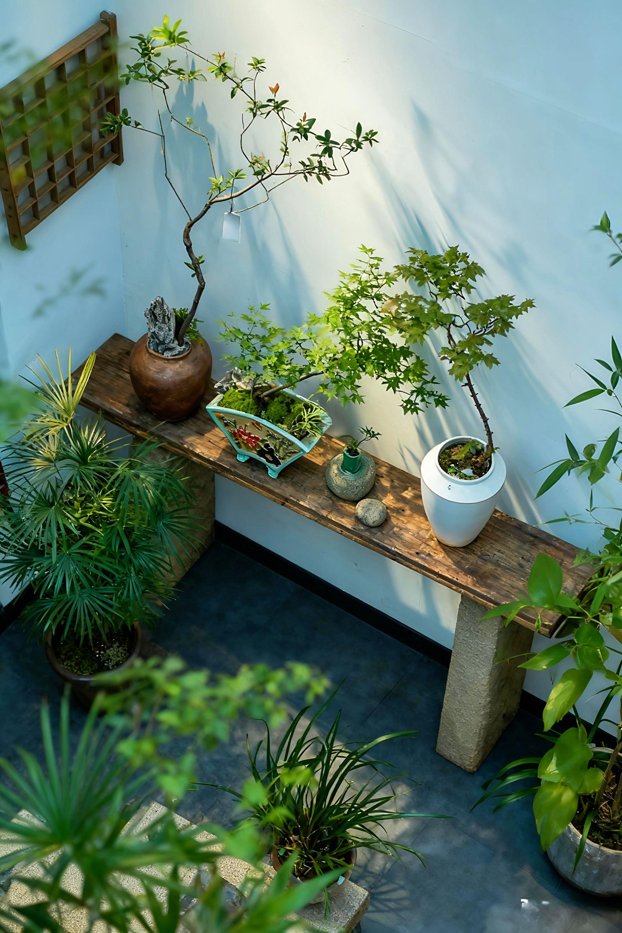 盆景艺术 东方美学 院子的梦想 花卉绿植 器物之美