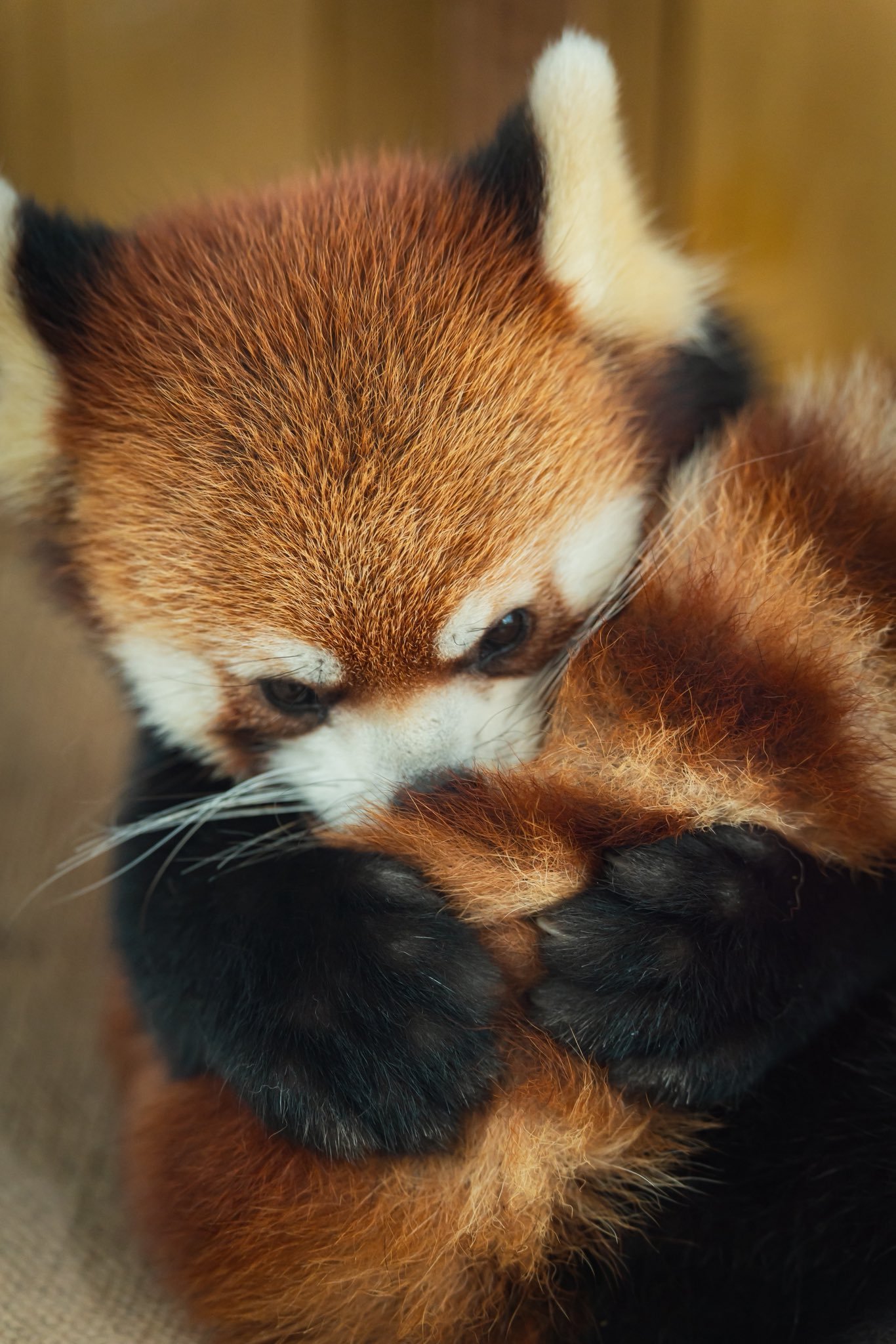 小熊猫 深吸一口~~啊~真香~~自己的尾巴不闻白不闻~~【推：Run_RedPa