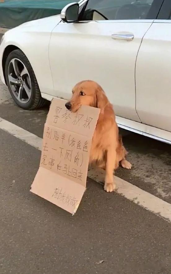 养狗千日 用狗一时 ​​​