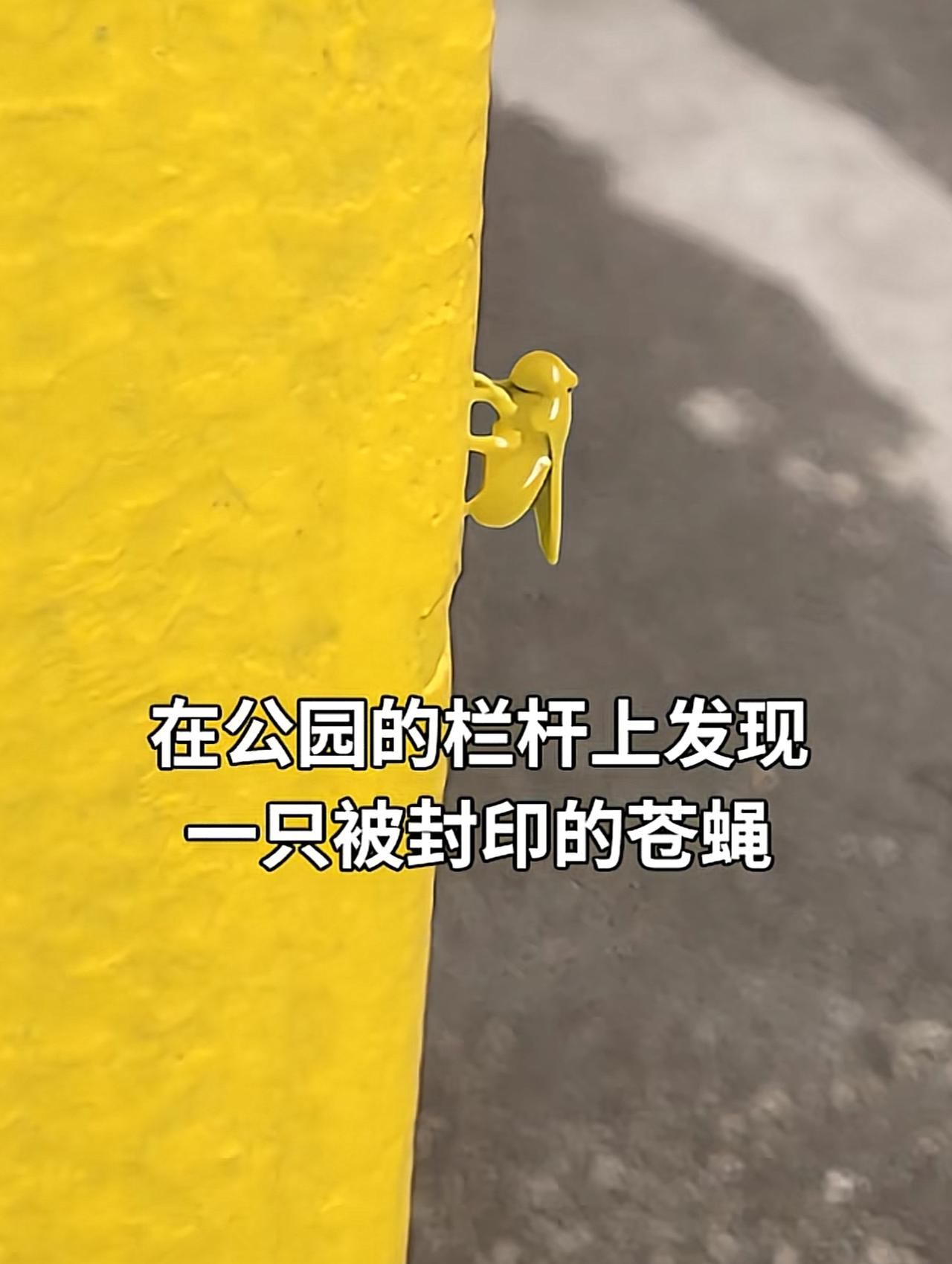 成琥珀了