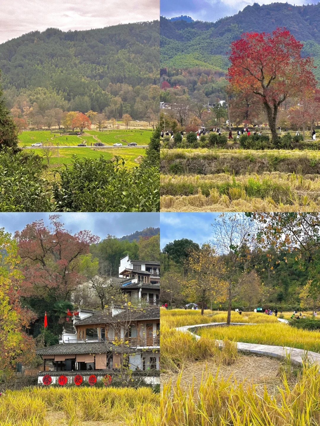 塔川秋色今年是真有点拉了🍂
