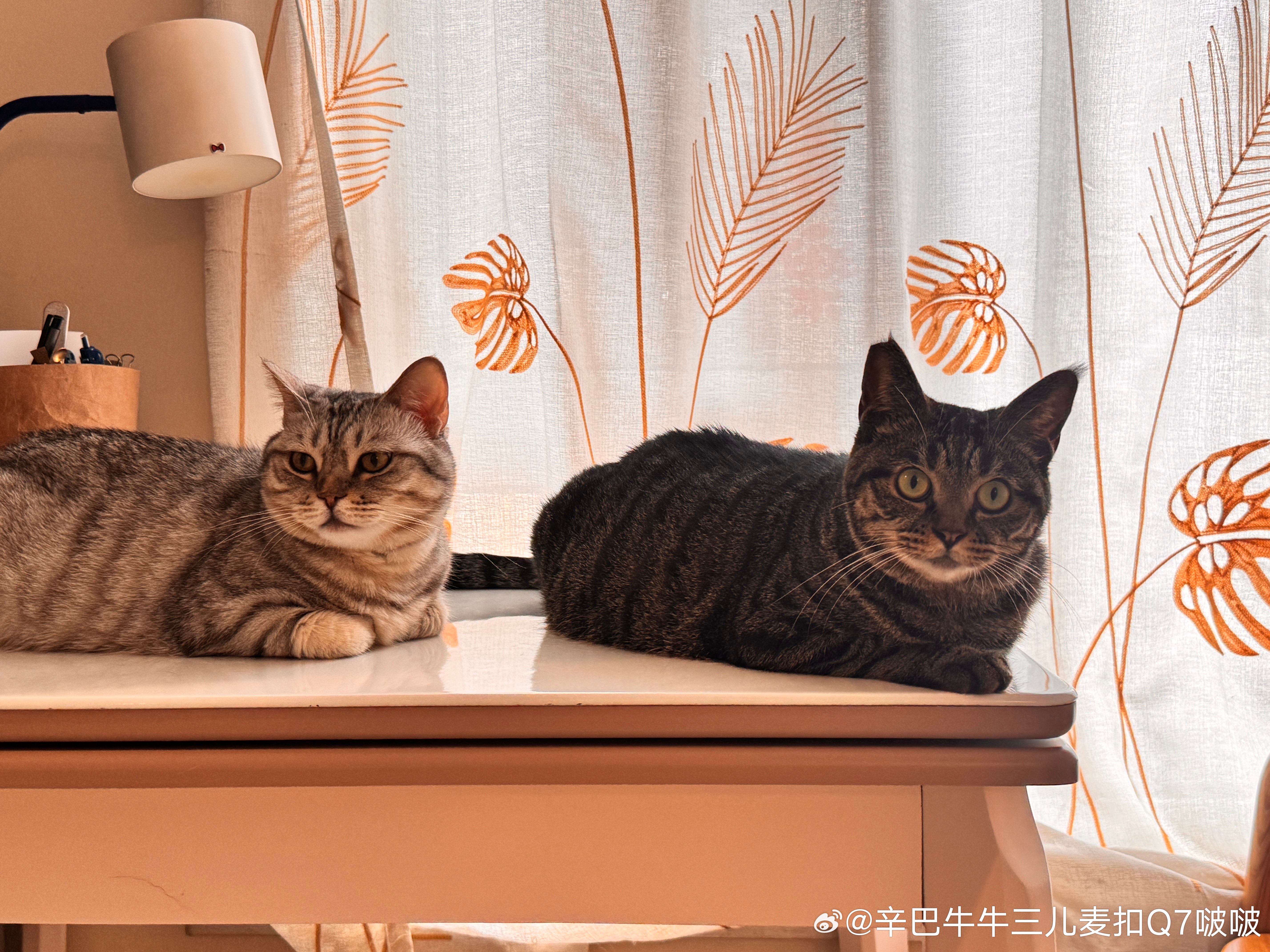 每天亲乌海无数遍。我就不信她会不爱我。 