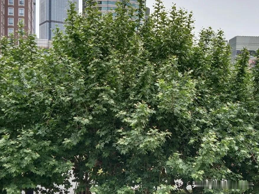 素老三能如此夜以继日把七大姑八大姨的婆婆妈妈碎碎念往网络上搬，一为生活所迫，二是