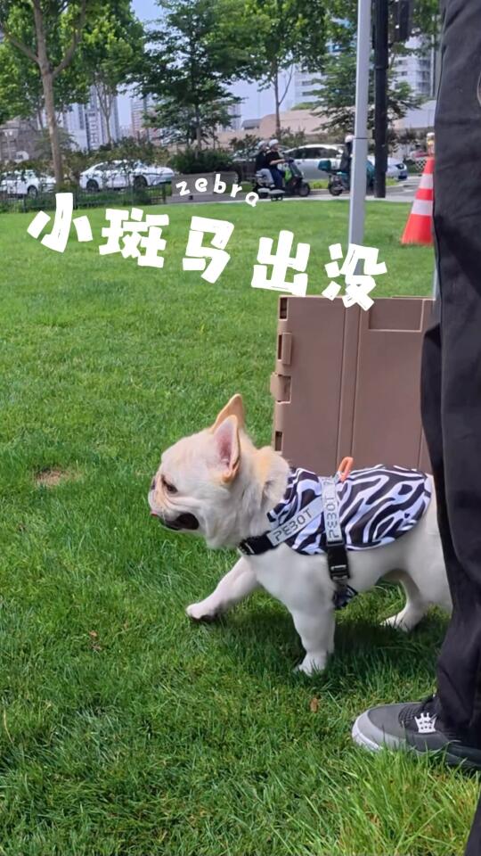 捕获一只野生斑马幼崽