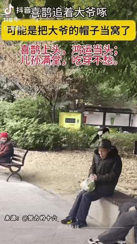 四川成都，一处公园内，一只喜鹊一直追着大爷啄他的帽子，周围的人看了都笑得合不拢嘴