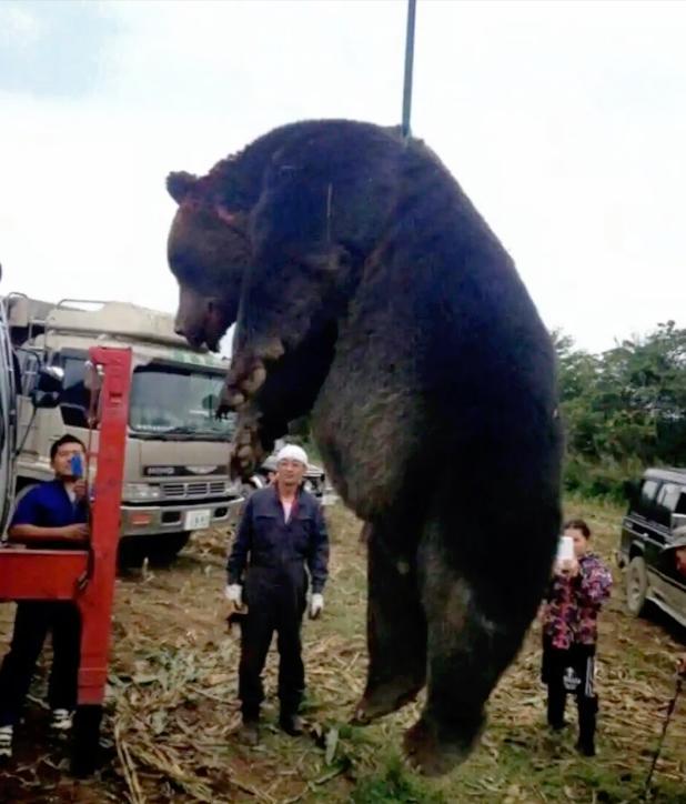 今年秋冬的日本活生生上演了一场“人熊惊魂记”，北海道惊现380公斤巨型棕熊，站立