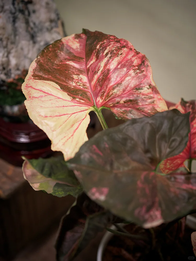 圣诞合果芋/草莓冰 合果芋中的颜值担当😍