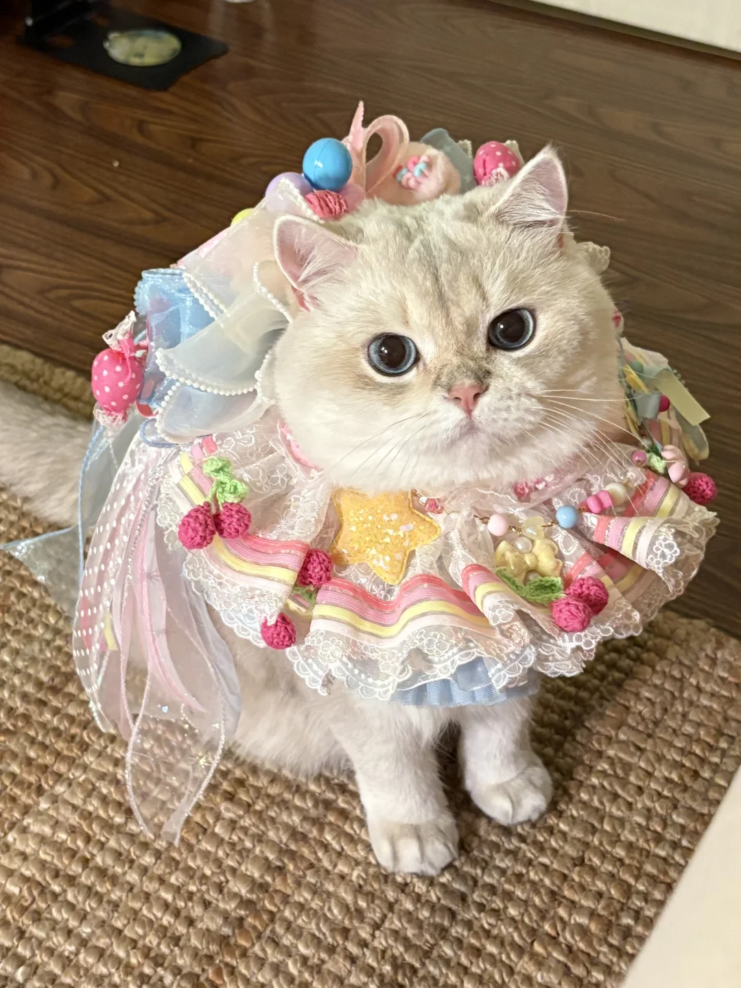 ( 'ᗜ'๑ )小猫可爱壁纸