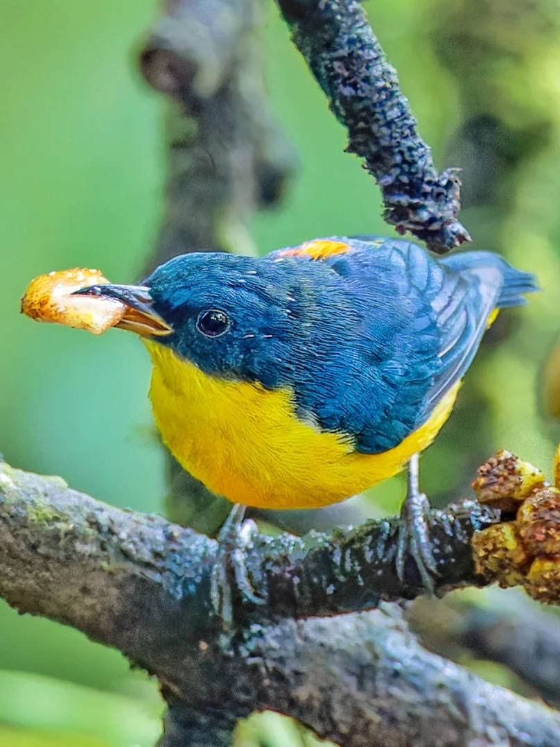 大快朵颐的橙腹啄花鸟