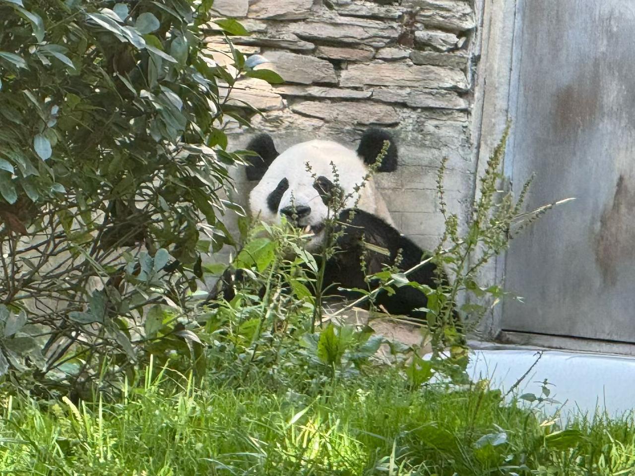 熊猫墙拍照打卡青山云雾缭绕，国宝悠然栖息，行走山林之间，遇见萌趣熊猫，尽享山野间