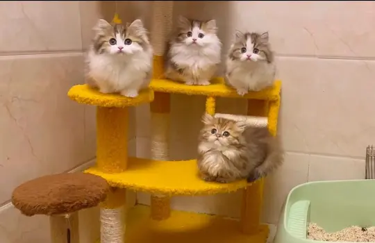 🇭🇰HK買貓💛一窩拿破崙BB～搵家長