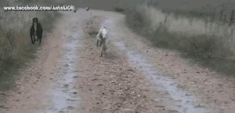 这只兔子，应该是身经百战了，要不然怎么能把两条猎狗戏弄得团团转。