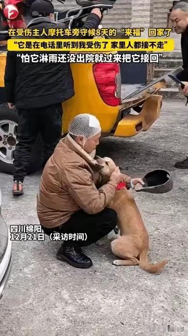 这个毛孩子叫来福，主人骑摩托车受伤之后，它在主人的摩托车旁边守候了八天，主人从医