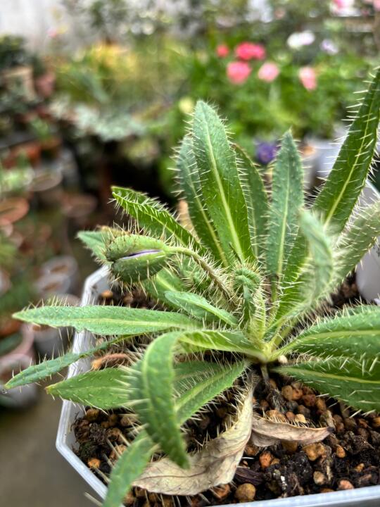 今生有幸 绿绒蒿要开花啦