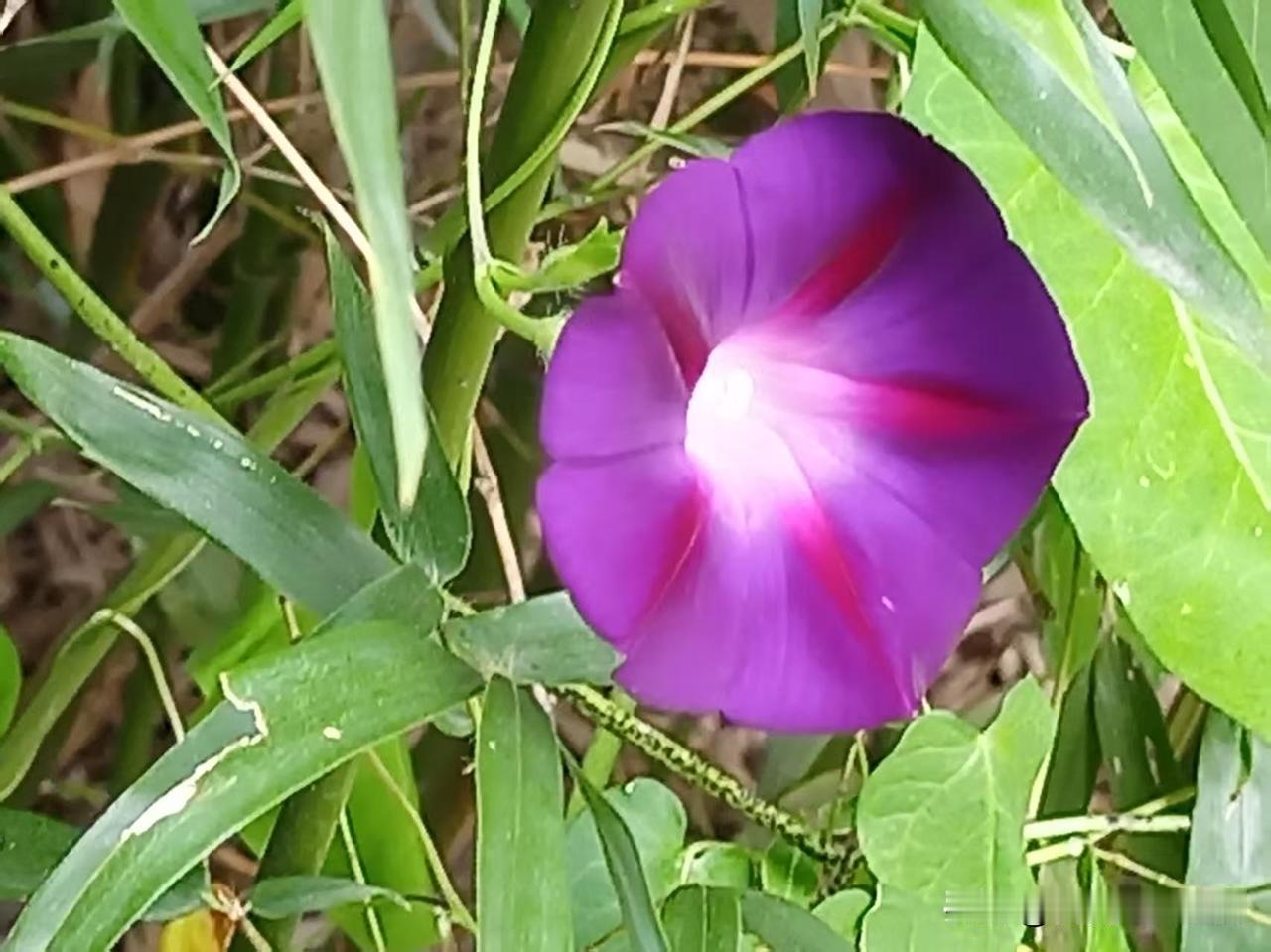 春天百花齐放！秋天依然百花盛开，一抹秋色风光，如此惬意🤗☘️🌹🍒