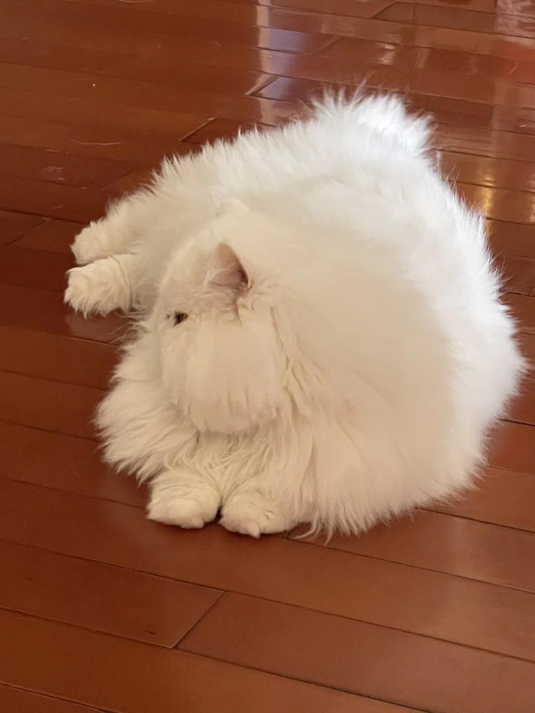 肥美肥美🫢