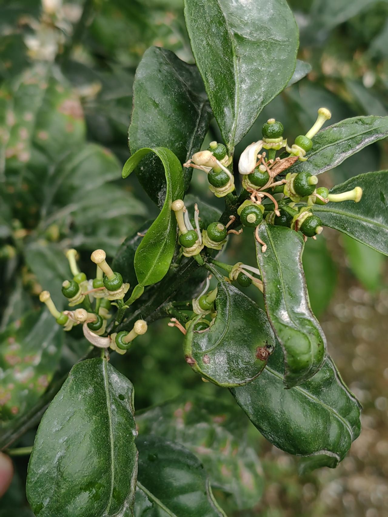 给大家看看我拍的沃柑树照片，那叫一个壮观！在綦江区三角镇望石村兰草台柑橘园，80