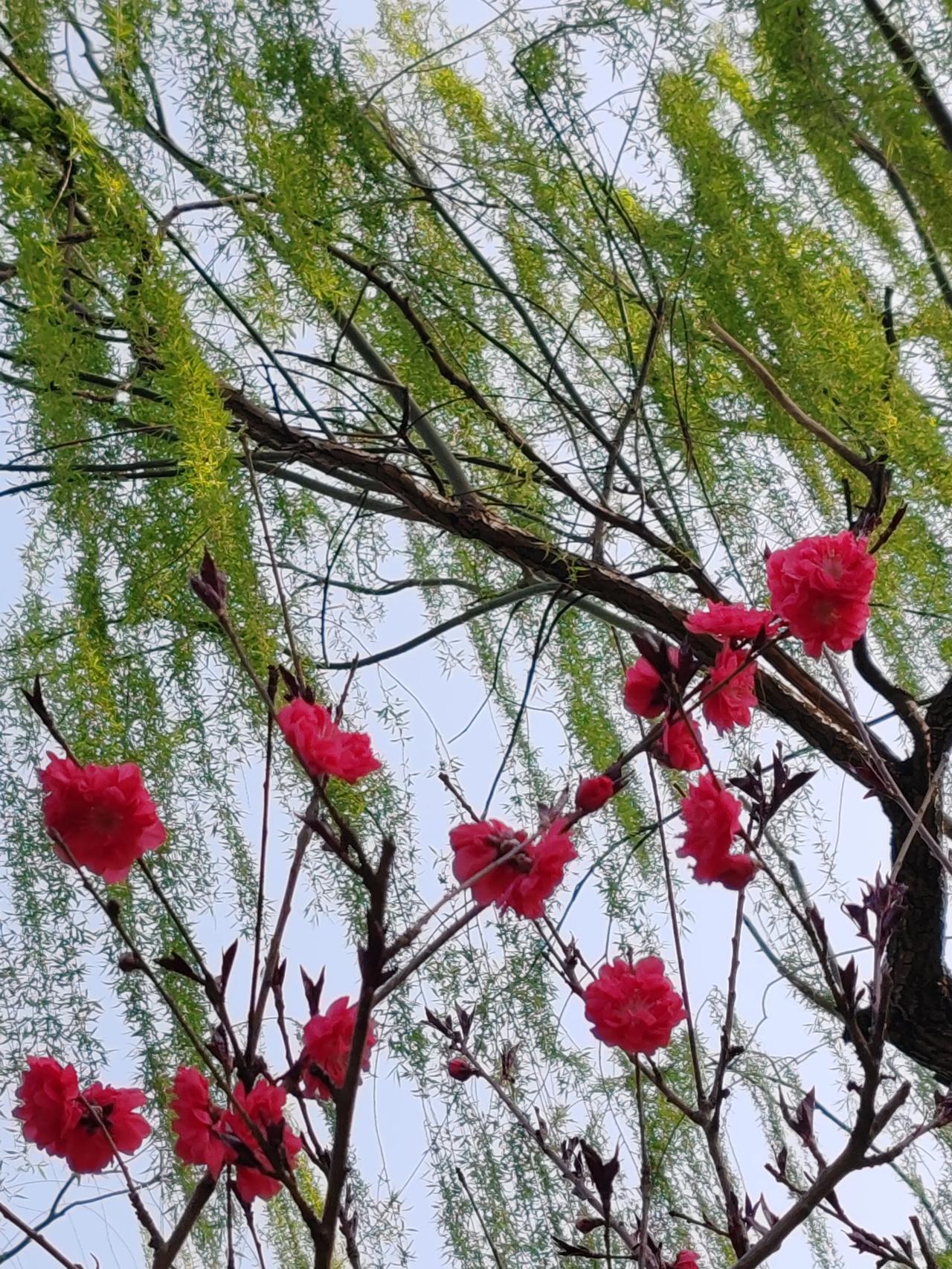 晒图笔记大赛春天的随手拍。