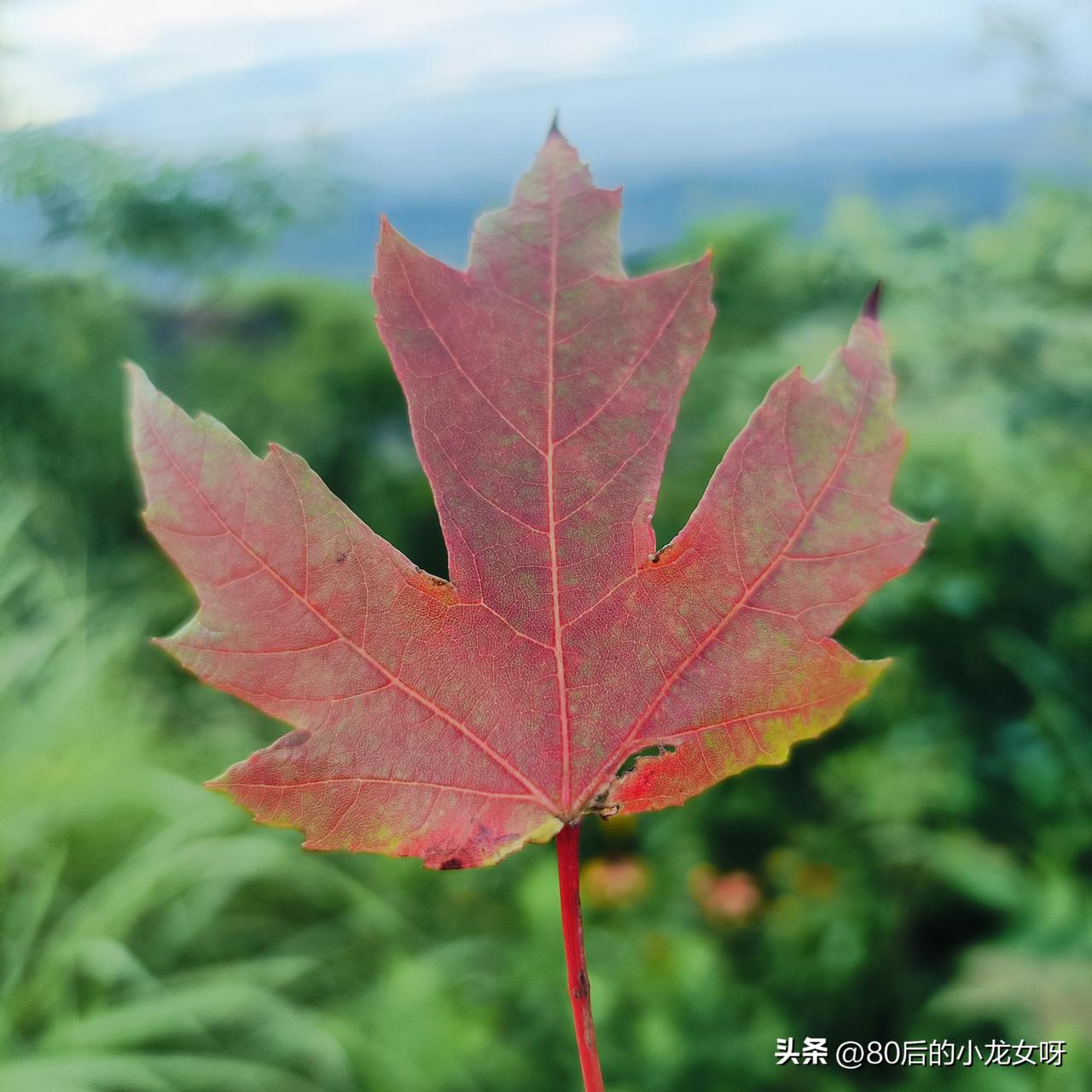 我的公司不交社保，每个月都是我自己交，交814.4元，本来不想交，但是一想到儿子