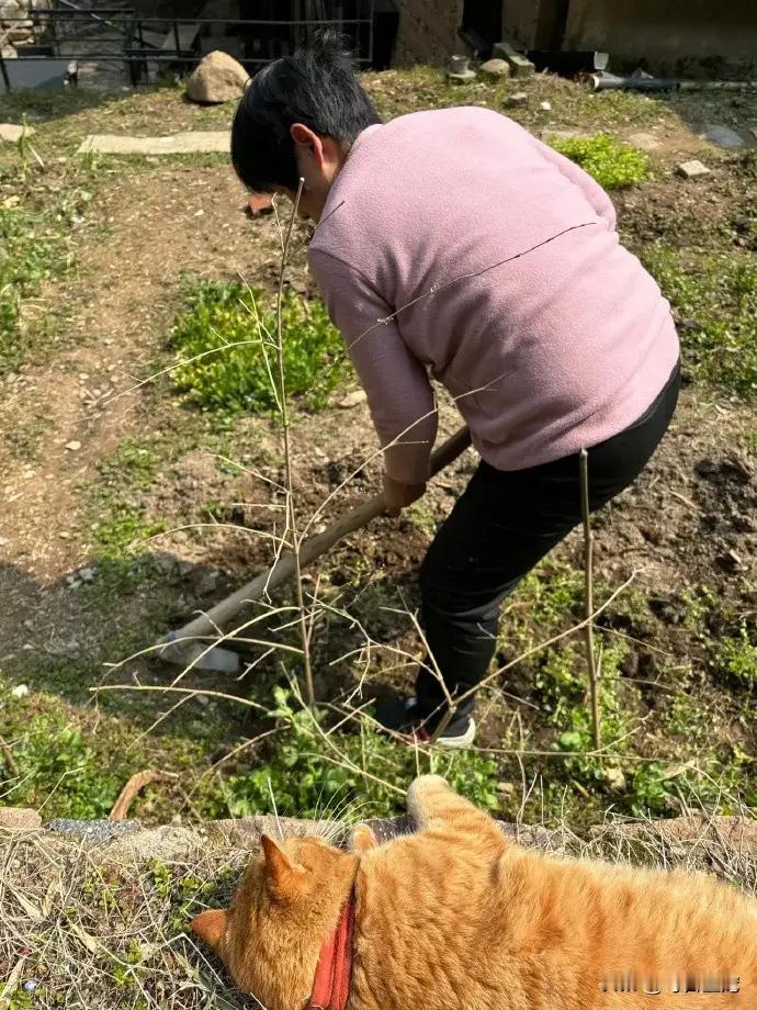 老家的胖橘，生活不是一般滋润，太自由了