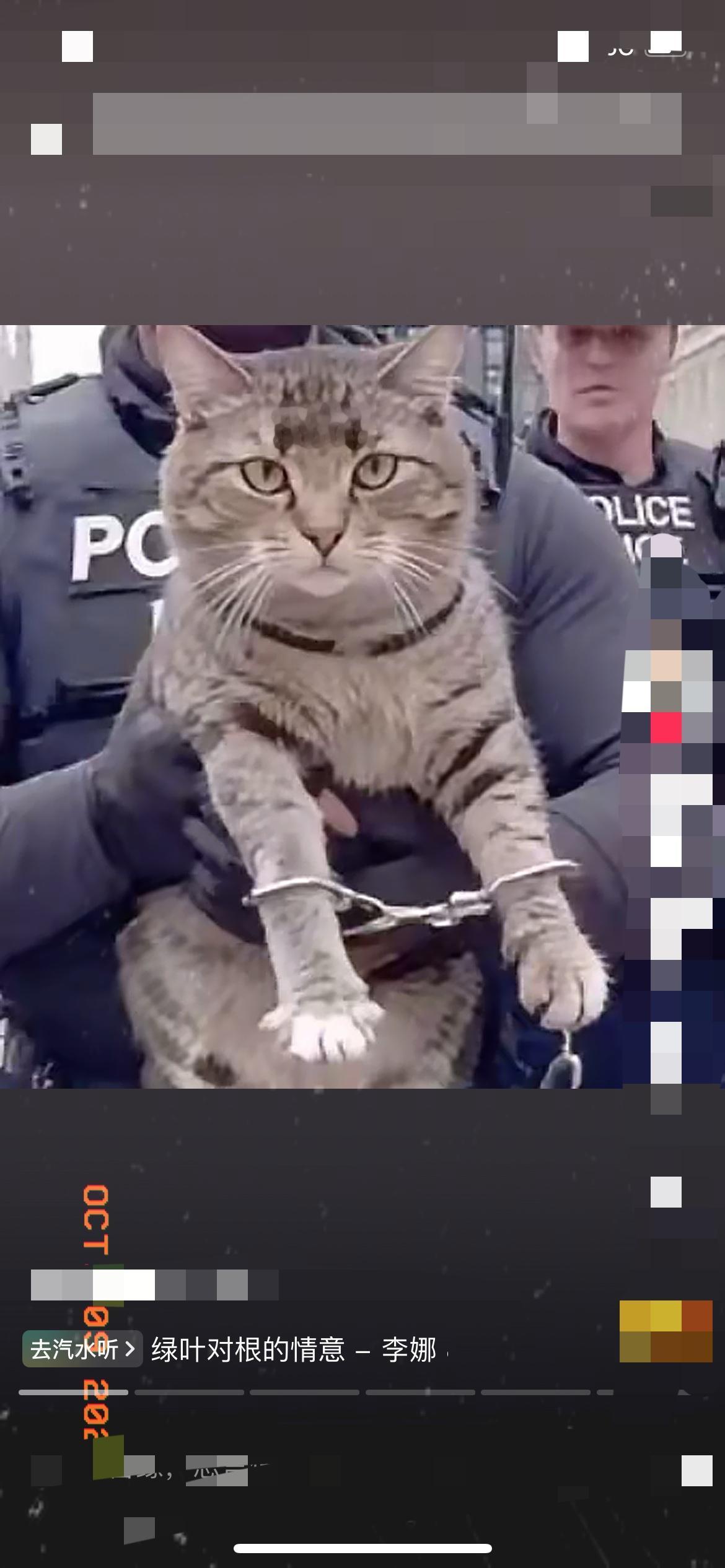 中国狸花猫在英国被“戴手铐”这事儿，真是越看越有意思！谁能想到，咱们小区里随处可