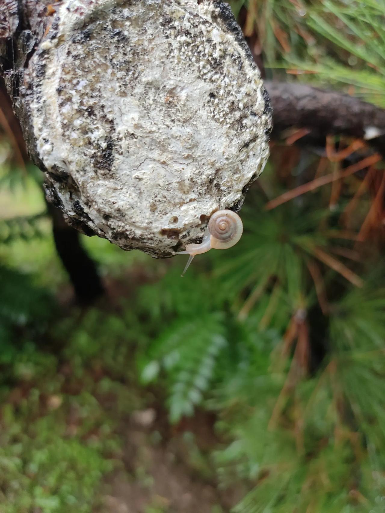 雨貌似停了！四天三晚这雨好大呀！下班路上在一个马路边的小花园拍的照片，太漂亮了！