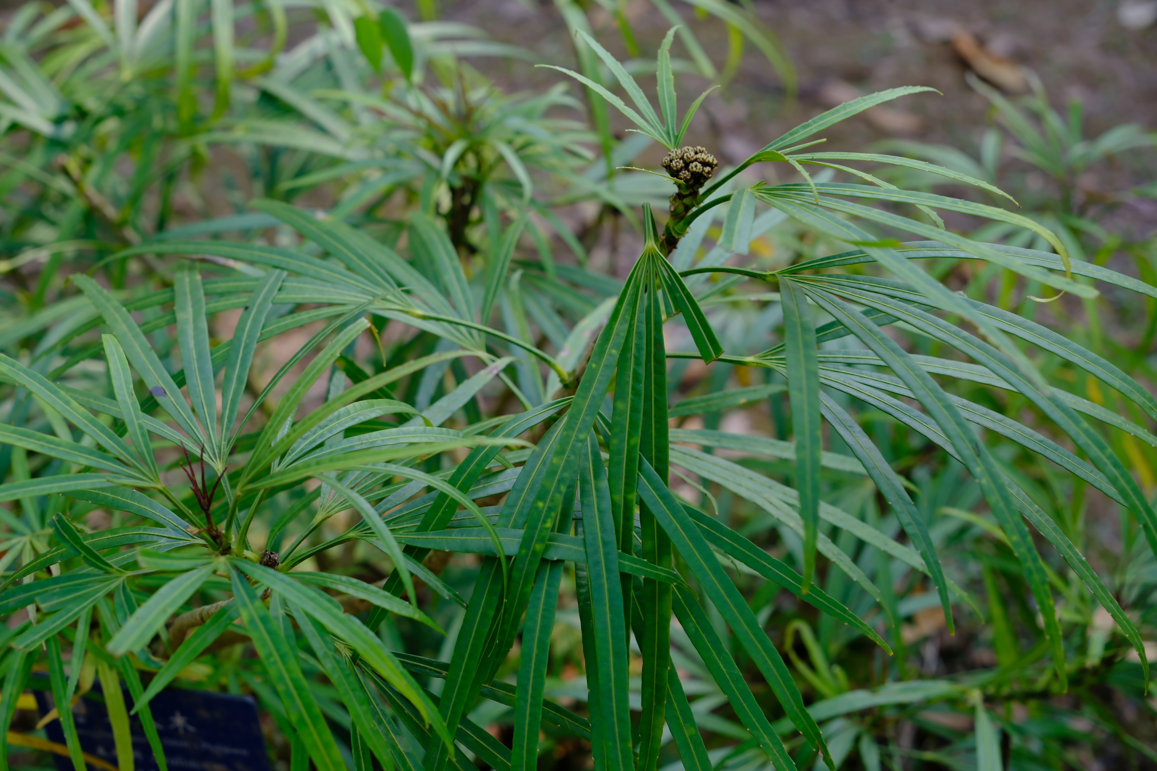 什么样的人会喜欢这种花一点都不好看的，叶子很奇怪的五加科植物呢？ 我爱植物 ​​