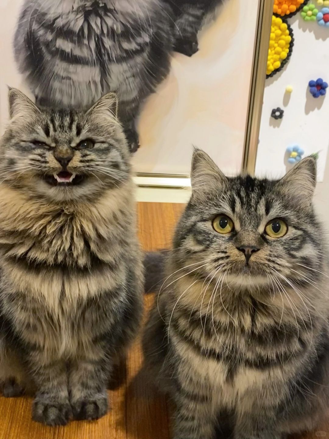 这么可爱的猫我居然有两只