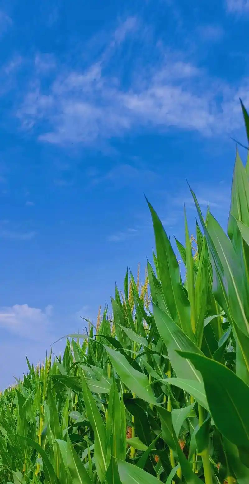 逆袭
8/4/六/廿二/多云转阴雨/吉祥
晨起万里蓝天，树头纹丝不动，天气预报说