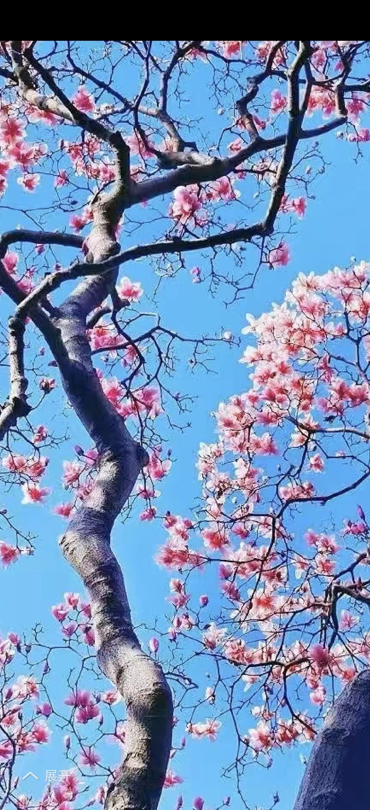 春色满园关不住