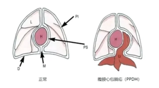腹膜心包横膈疝的猫还是挺常见的🤔