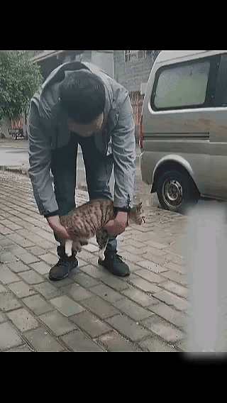 猫落地必然四脚朝地
这是什么原理

铲屎官大概是闲出屁了
非要验证“猫落地必四脚