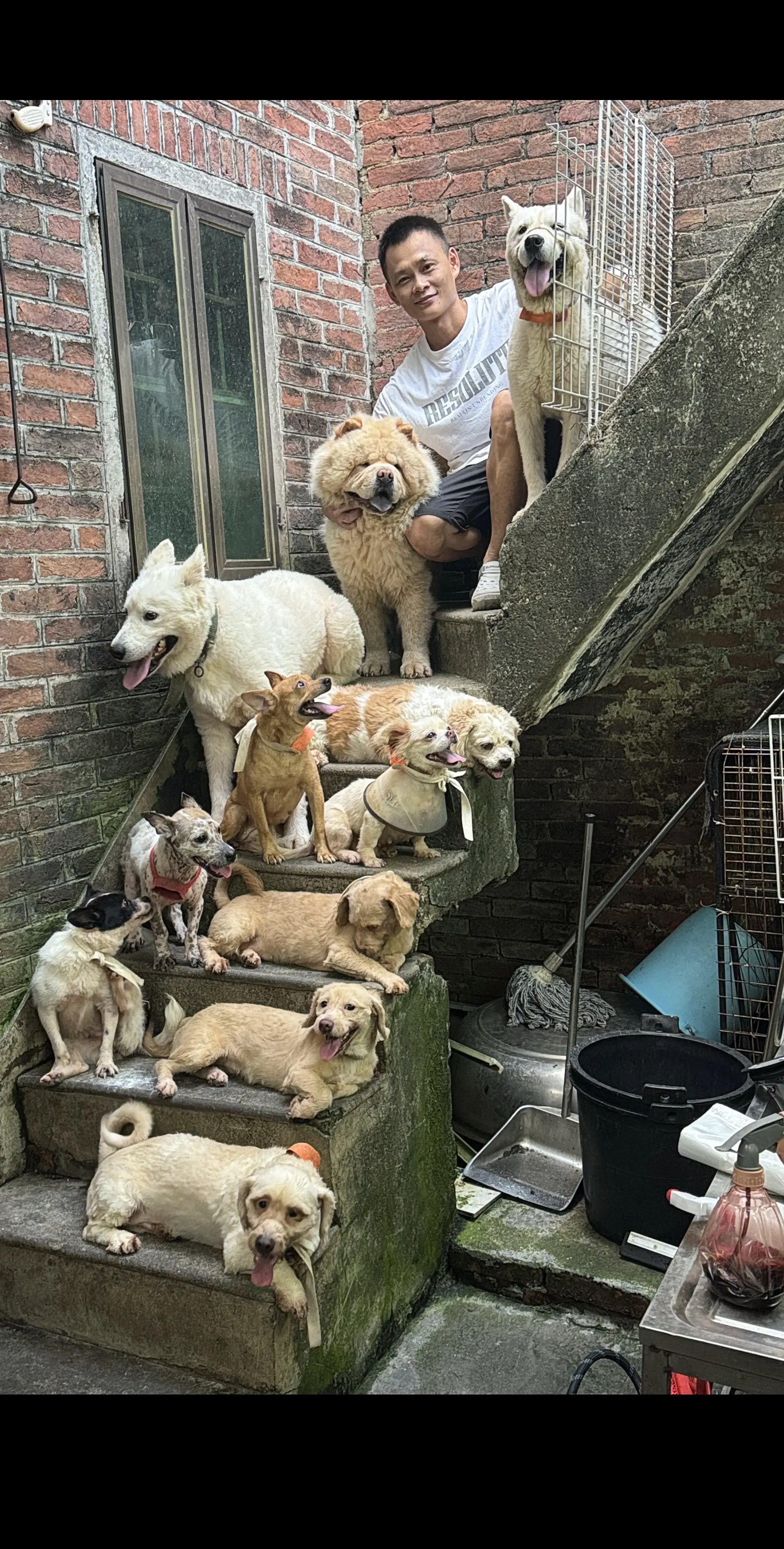 这是我的护卫神犬，所有都是流浪狗救回来的，目前还有13个，已经送出去很...