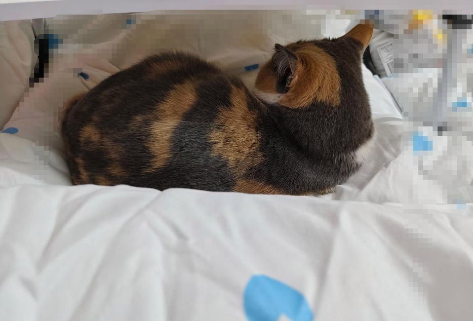 第1天买猫花了200
 第2天买猫粮猫窝花了700
 第3天被猫抓了打疫苗花了1