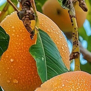 ‎种植芒果的种植方法1、种植芒果要选在地势平坦的地方；2、选择土层深厚且富含有机