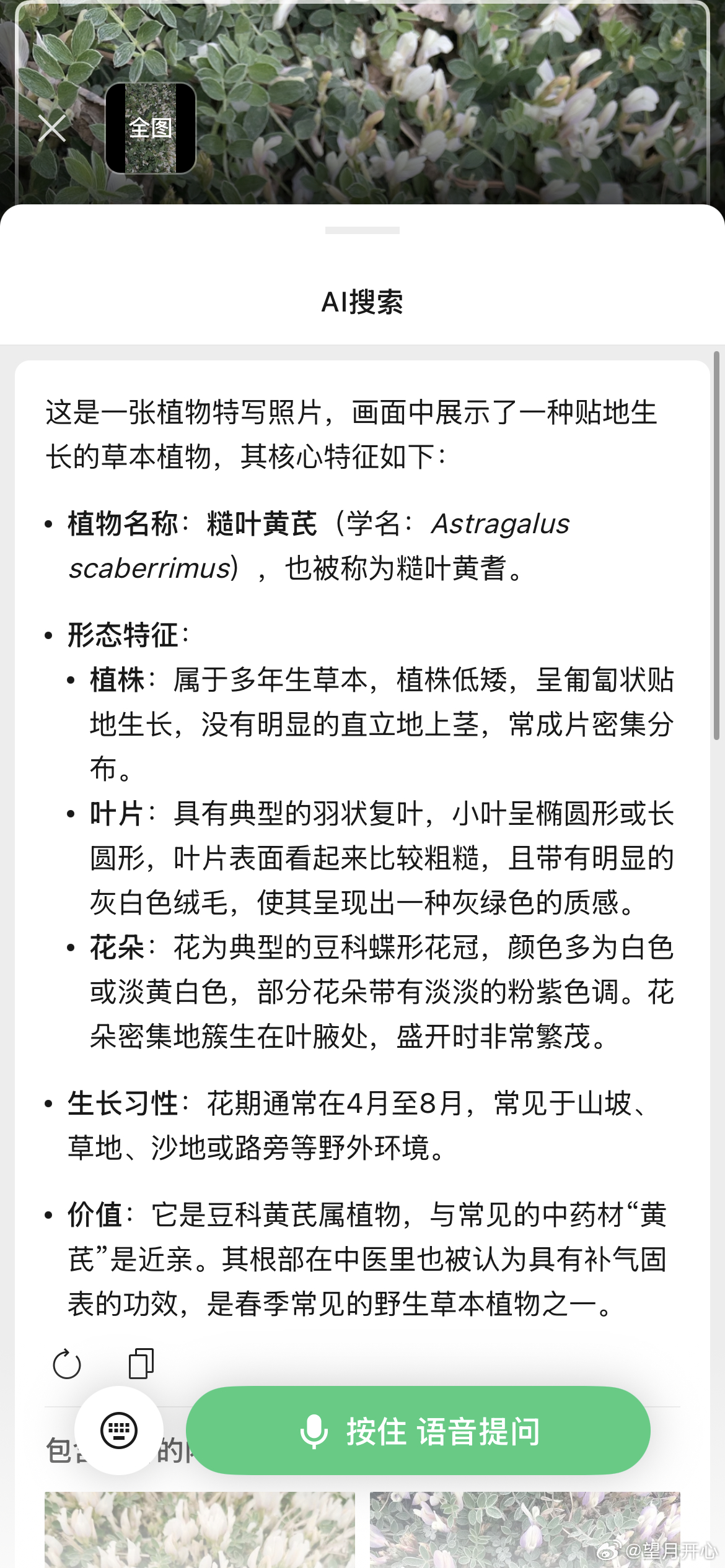 第一次注意到这种花糙叶黄芪 