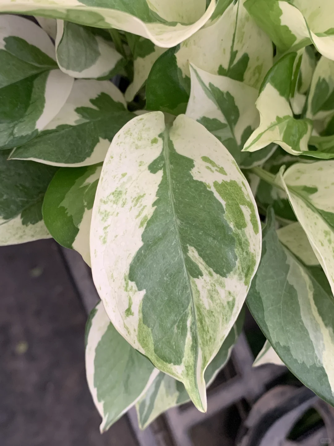 轻岛 | 白金葛清新来袭👀