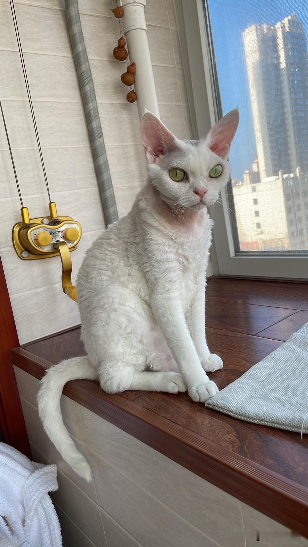 我家小猫咪刚睡醒的样子，虽然有点懵，还不是很慵懒哈。