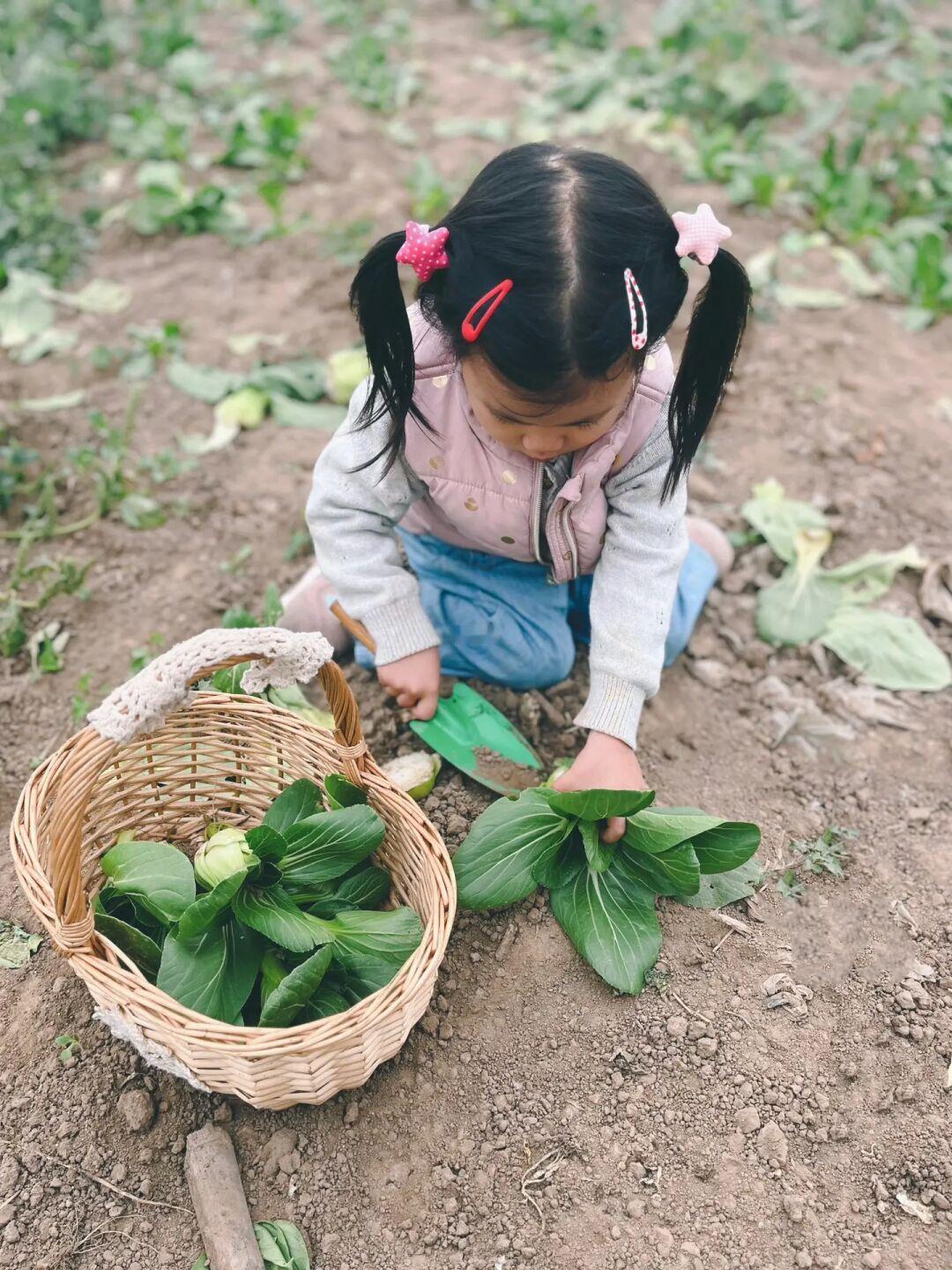 11.4北京小油菜带娃免费采摘🥬附精准地图❗️