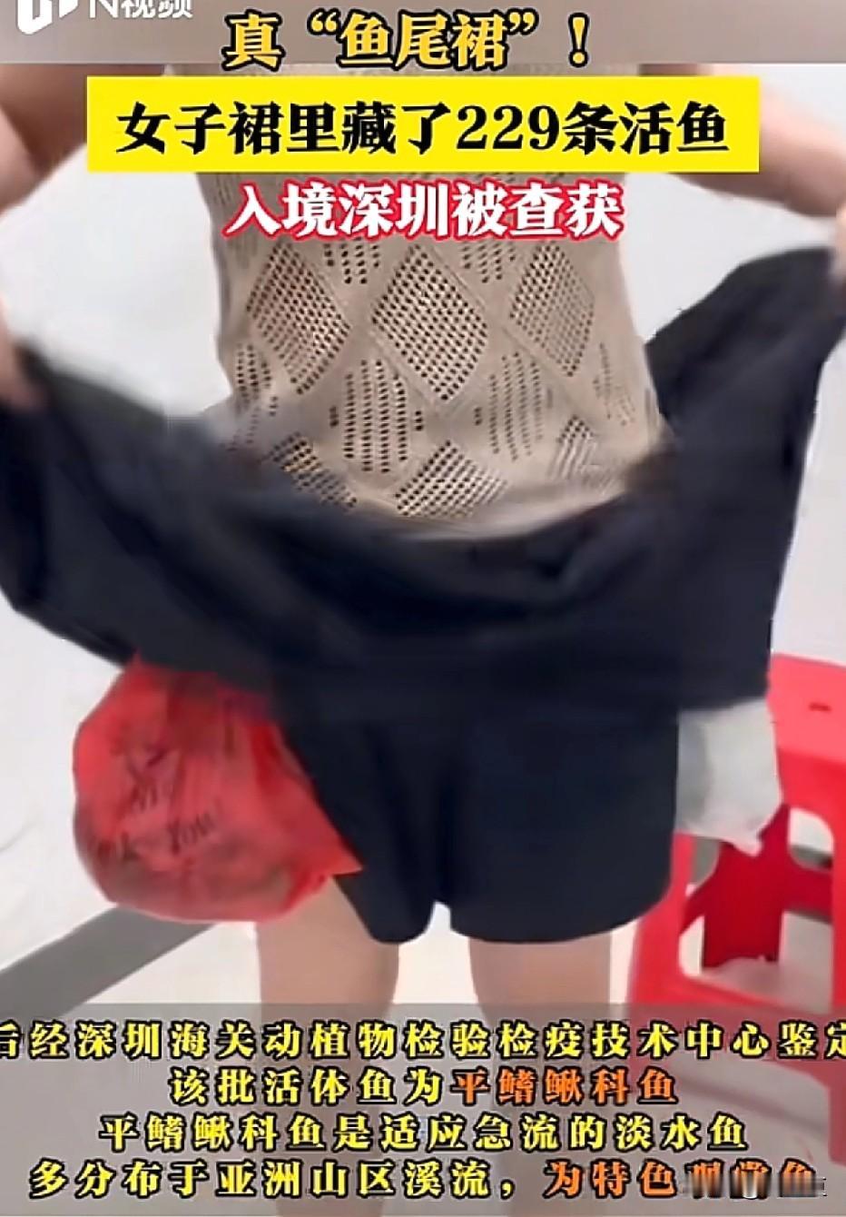 原来这就是鱼尾裙！

走私者真是脑洞大开，裙底惊现229条活鱼！

海关一招识破