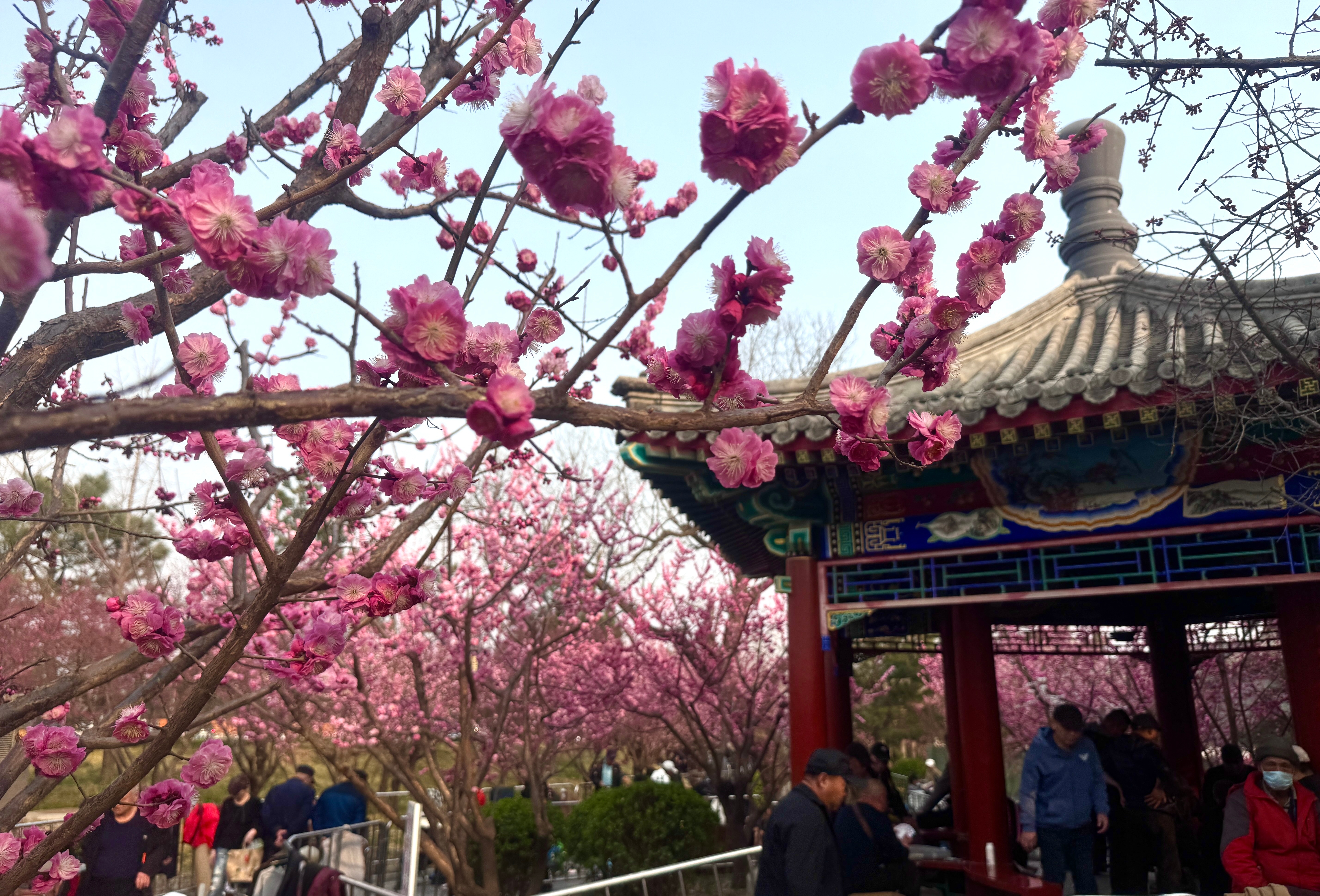 德胜门的春天摄影