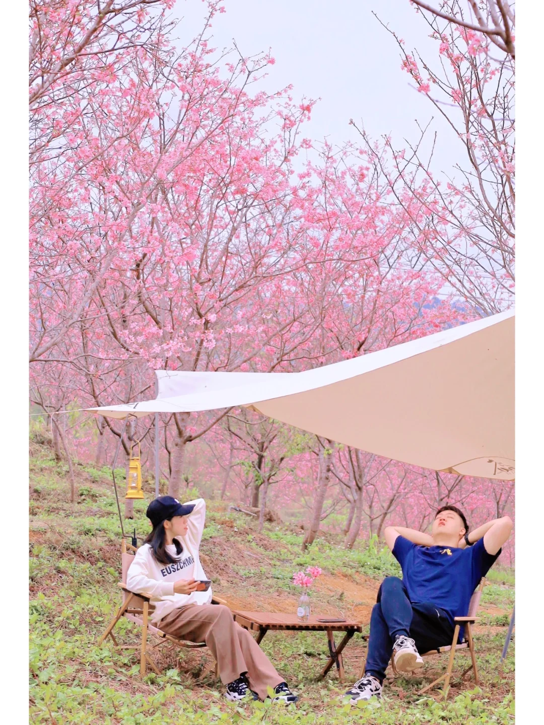 广州周边🌸樱花露营⛺️是我梦中春天的模样