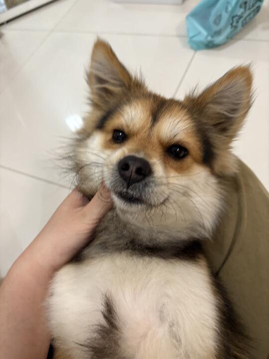 小黑终于可以短暂地和大黑小黑共处一室了