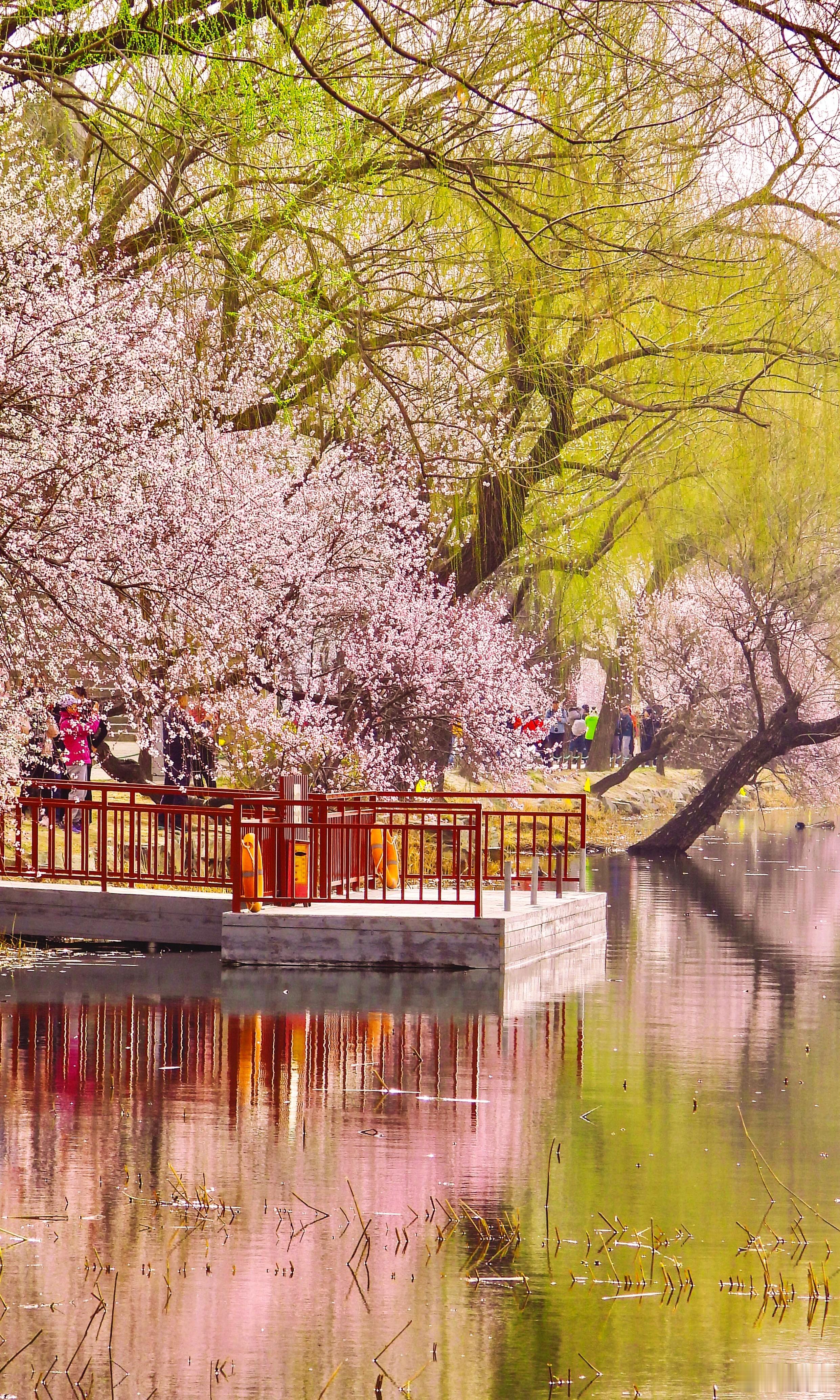 【北京颐和园西堤山桃花开】湖山饶静赏，桃柳貌春容。最爱西堤上，时时此景逢。   