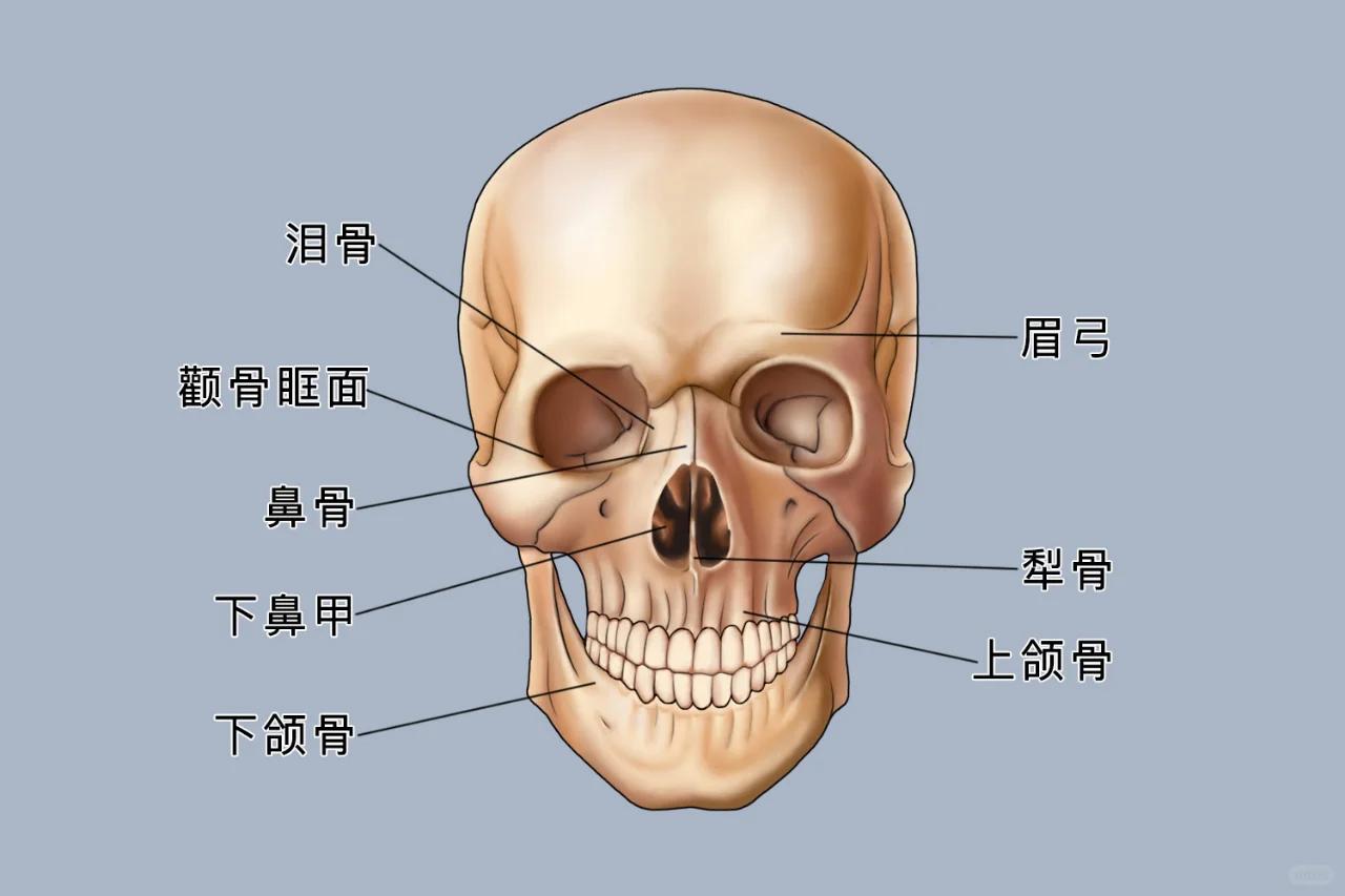 脸部骨骼图