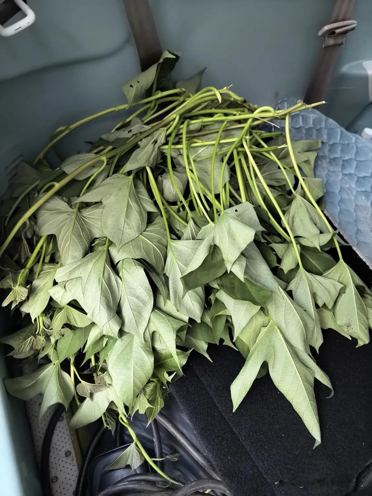 每次回老家，我们都会采些红薯叶带走：红薯叶做成蒸菜炒了吃，非常美；叶子下面的茎杆