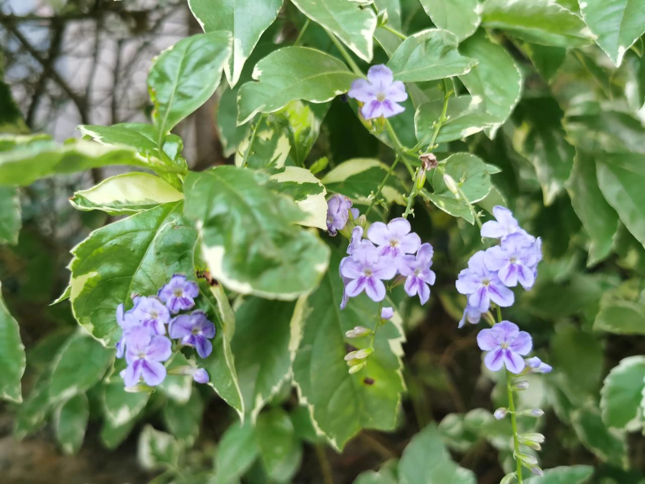  好漂亮的小花，淡紫色的花瓣，一串串地挂在树上。下午四点多接大宝回来，一起在小区